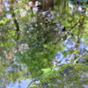 尾山神社・緑を映す水面と苔