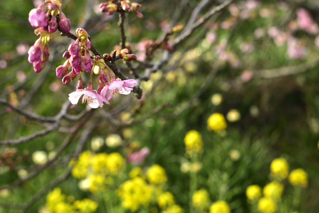 河津桜