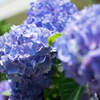 庭の紫陽花