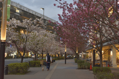 夕方の桜並木