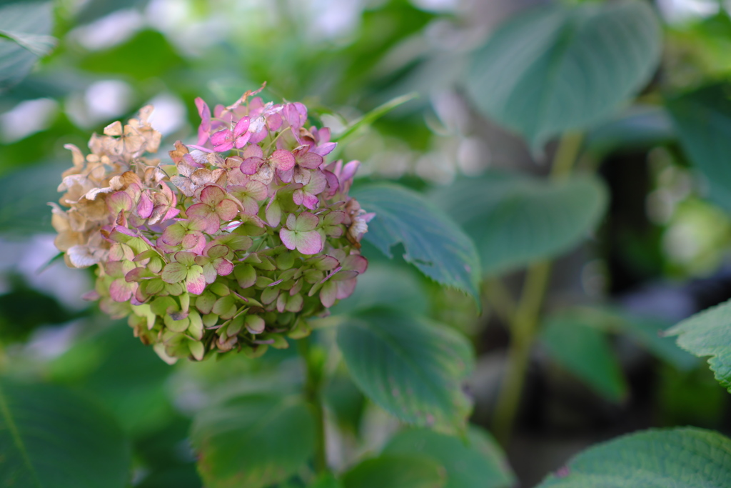 秋の紫陽花