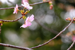 緋寒桜