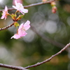 緋寒桜