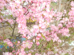 春散歩