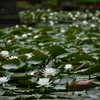 小石川後楽園　睡蓮