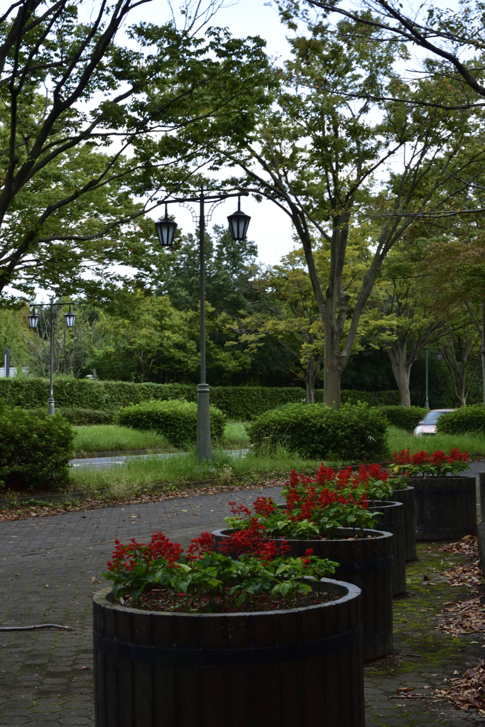 秋を探して公園散歩１