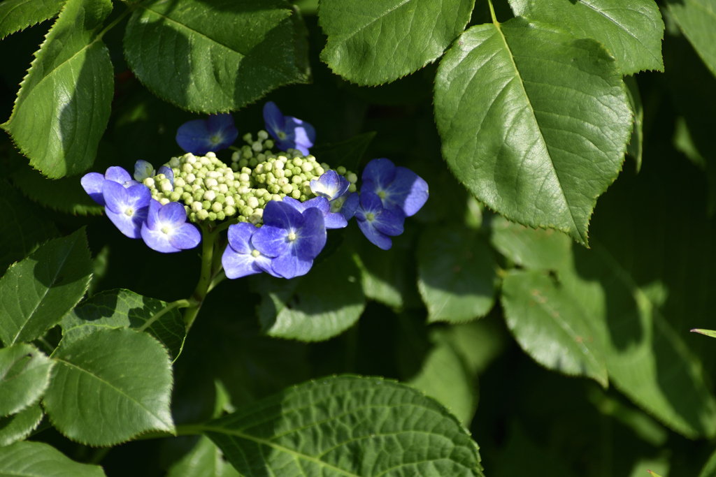 道端の花壇