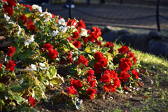 公園の花壇