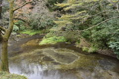 柿田川湧水