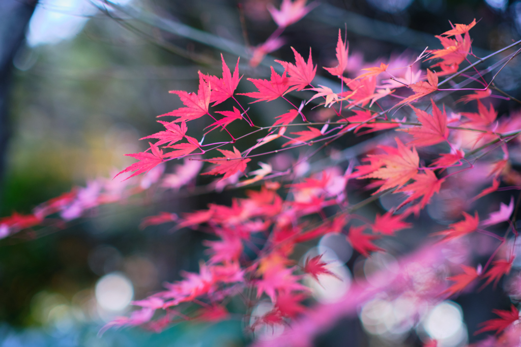 残っていた紅葉