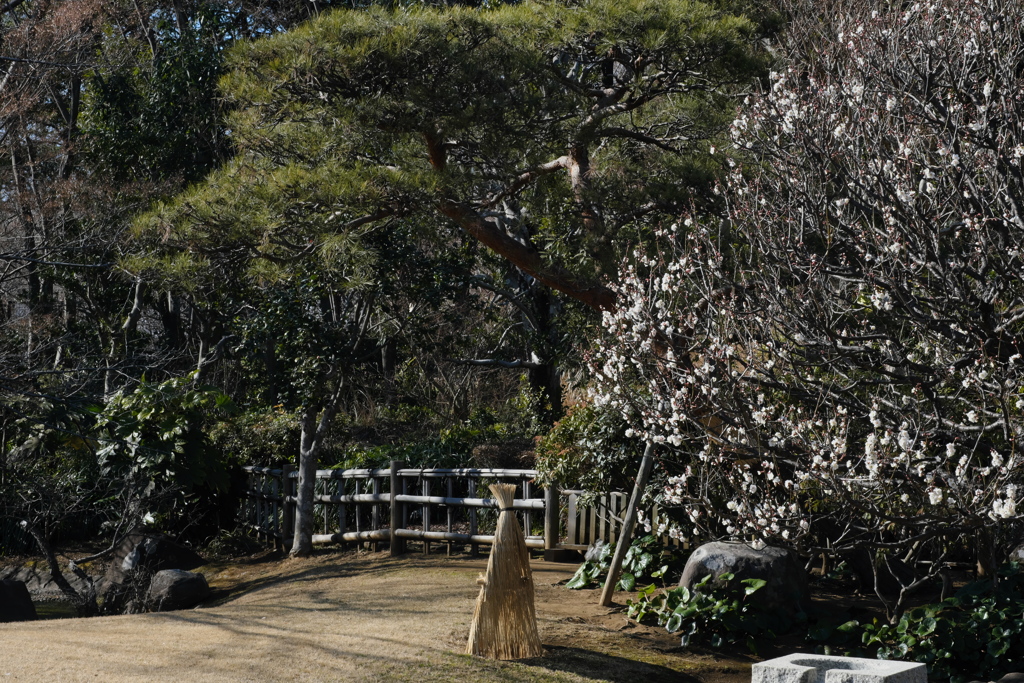 公園の日本庭園