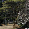 公園の日本庭園