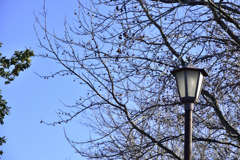公園の街燈 冬