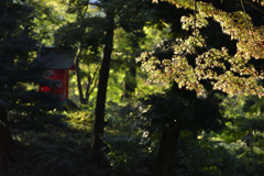 小石川後楽園　もみじ