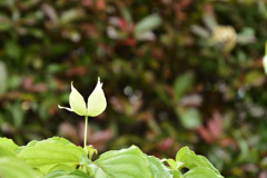 ヤマボウシ