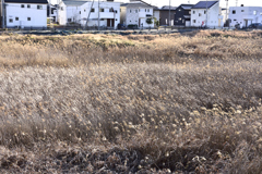 遊水地の芒