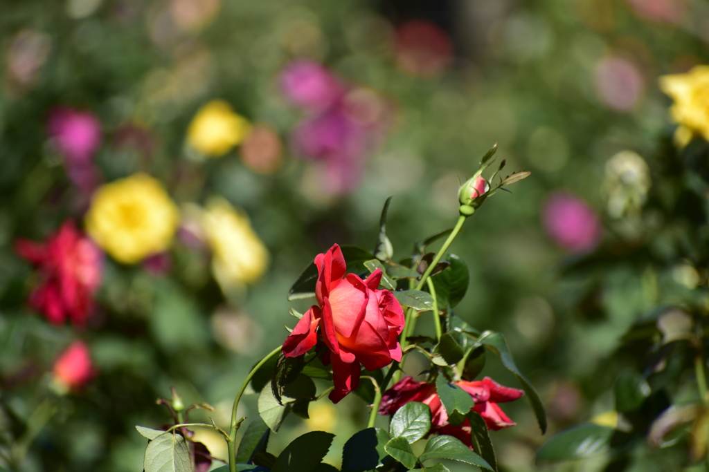 秋の薔薇１