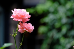 中庭の薔薇