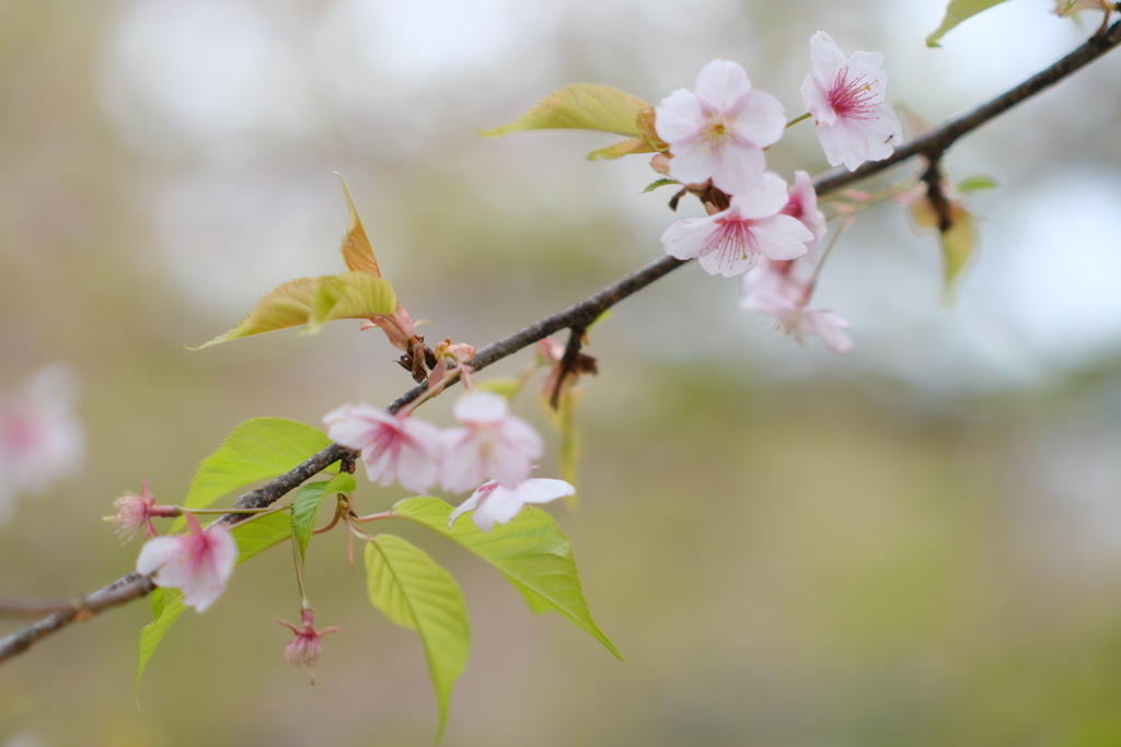 既に葉桜