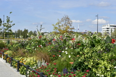 花のある街 Helsinki 1