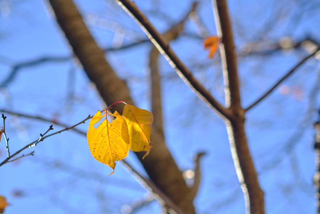 確か八重桜の葉