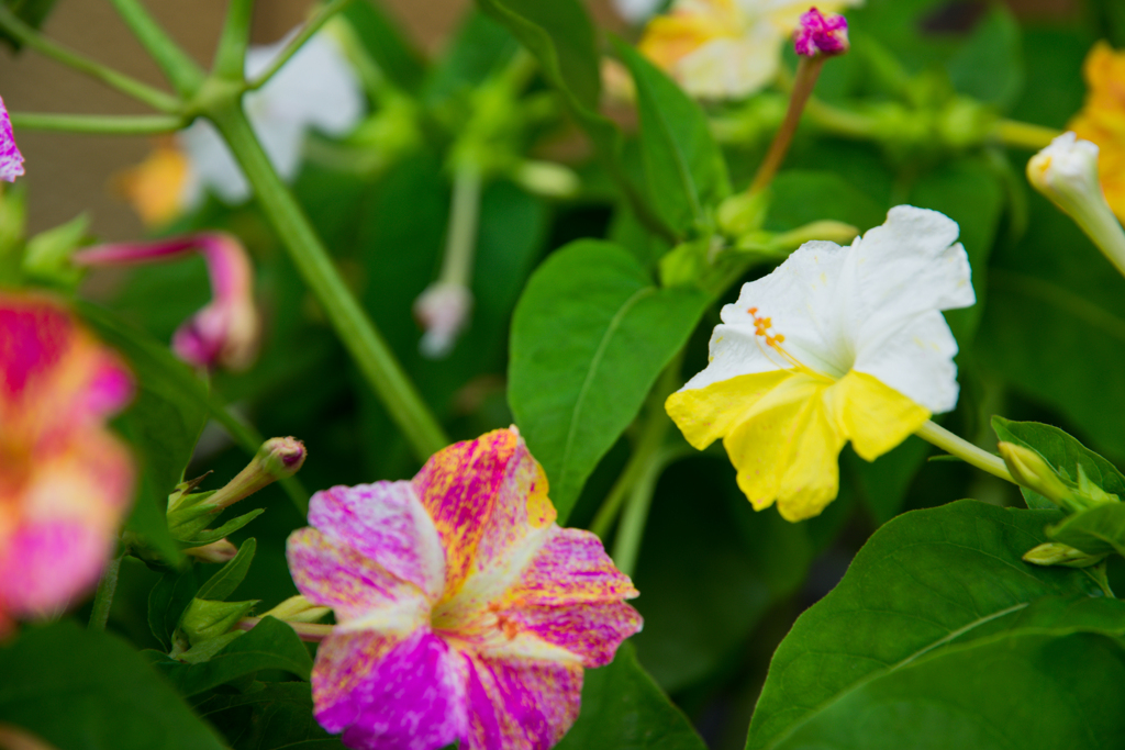 ハーフ&ハーフも