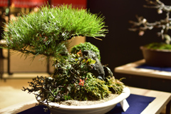 盆栽 １