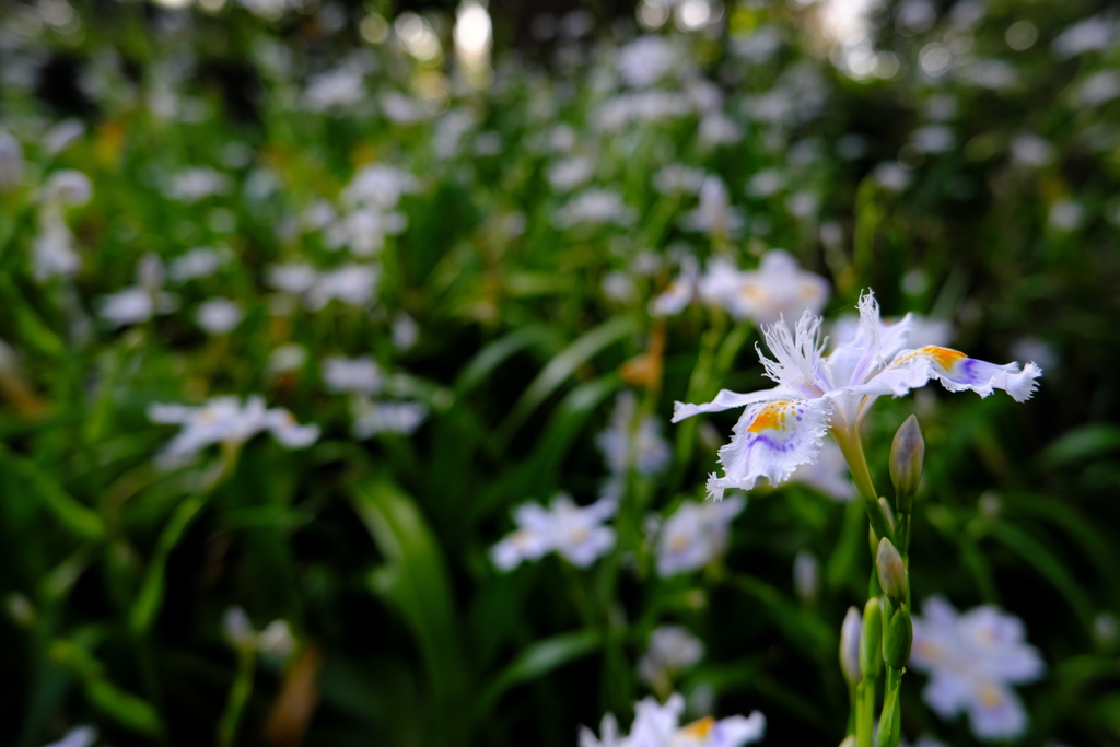 大好きな花