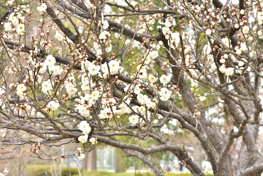 柏の葉公園の梅・２