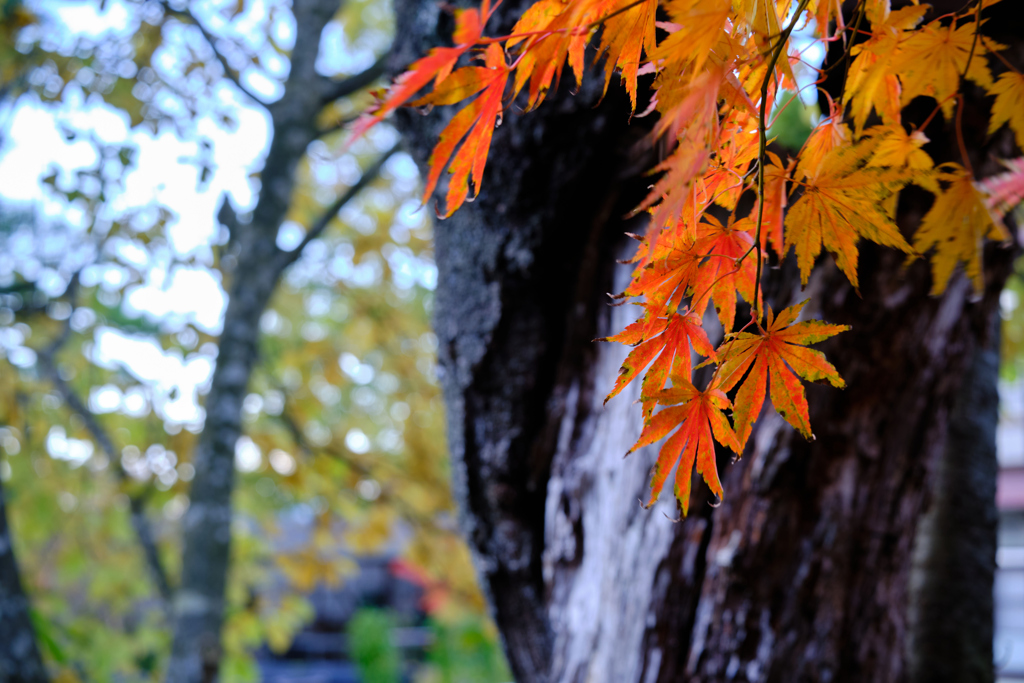 武家屋敷の紅葉