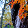 武家屋敷の紅葉