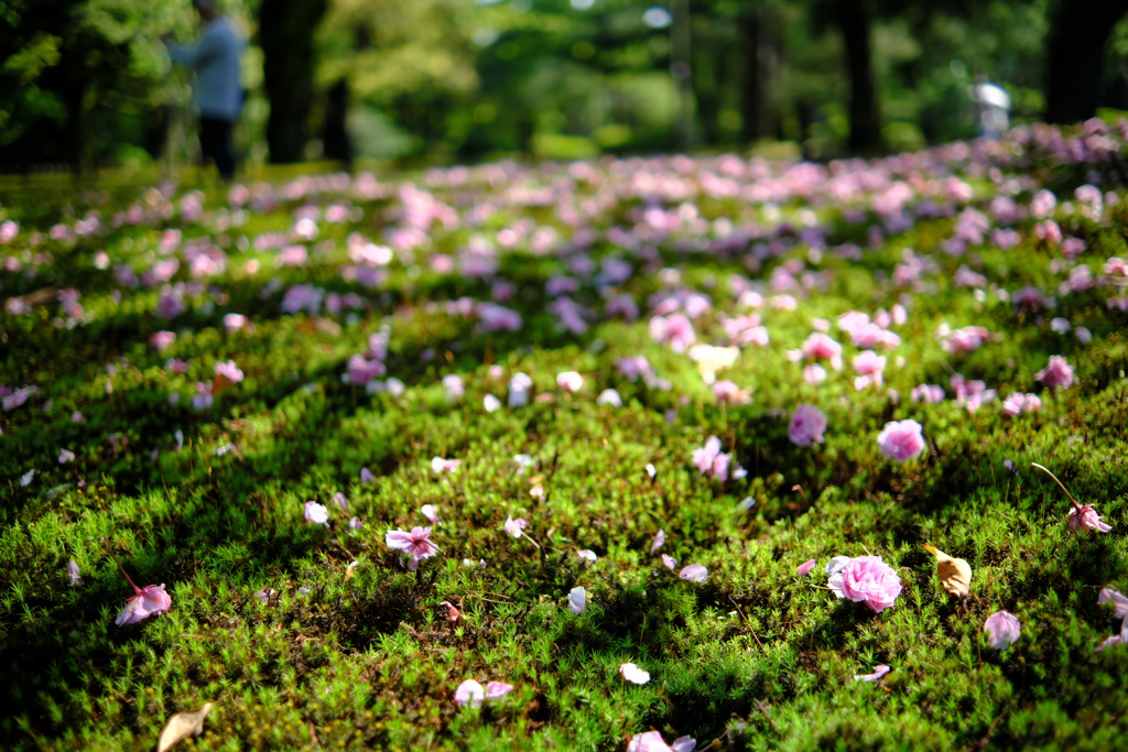 落ちた花に光射す・兼六園