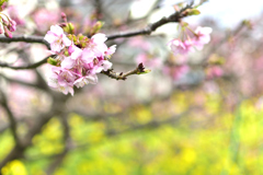 菜の花をバックに河津桜