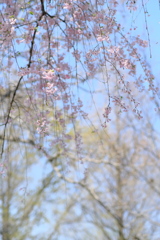 枝垂れ桜