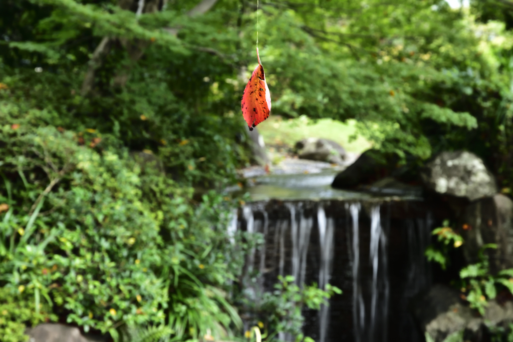 秋を探して公園散歩５