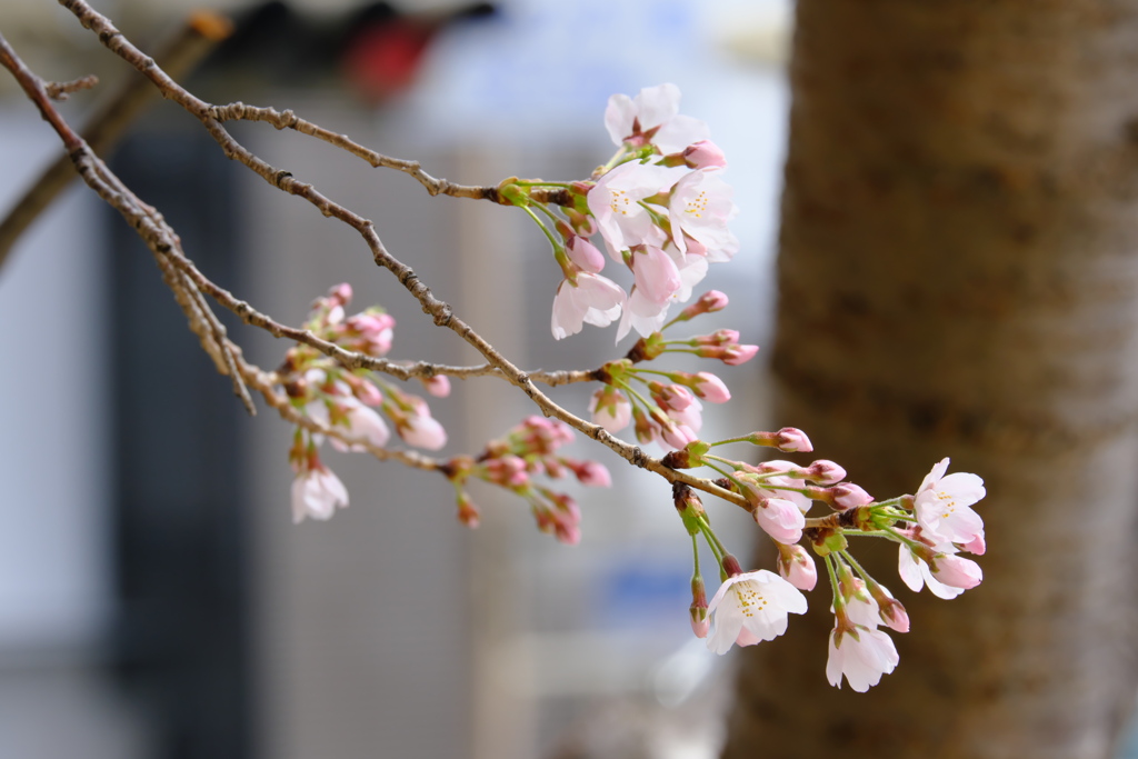 桜と信号