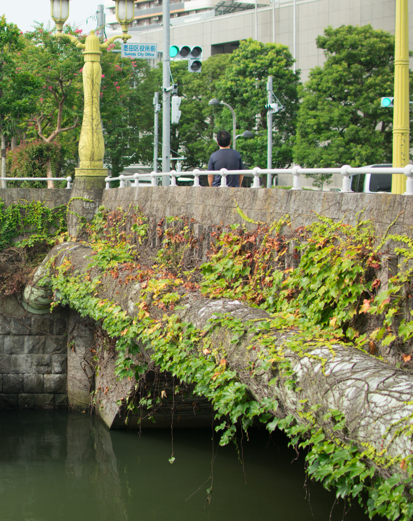 蔦の絡まる橋