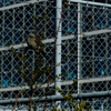 鳥見ング
