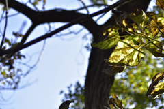 晩秋の陽だまり