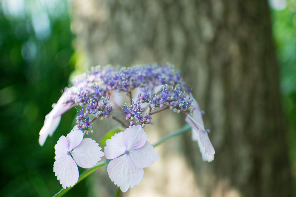公園の紫陽花