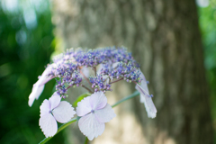 公園の紫陽花