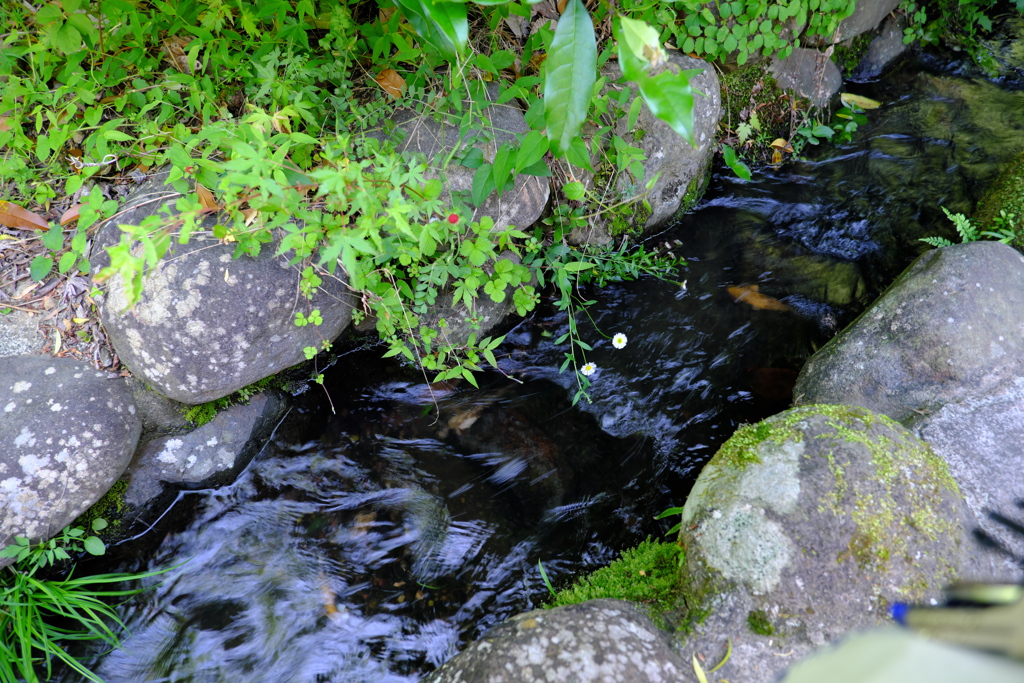 路傍の小さな流れ