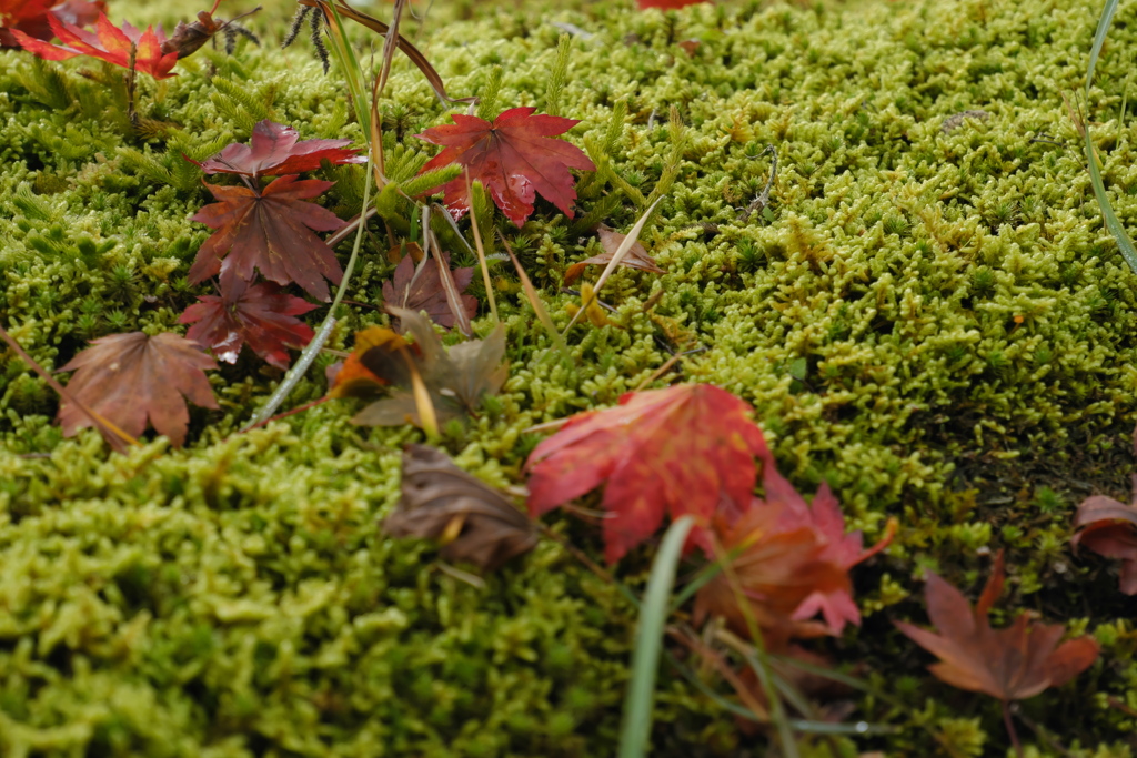 苔の上の落ち葉２