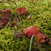 苔の上の落ち葉２