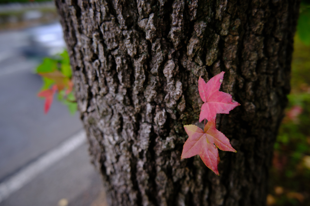 ちょこっと紅葉