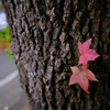 ちょこっと紅葉
