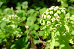 近所にも蕗の薹が