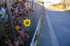 花だけ枯れてない