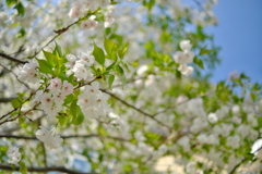 駅前の八重桜