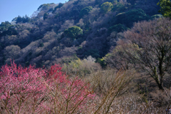 熱海梅園・梅園風景